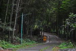 竹林路