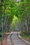 竹林小路