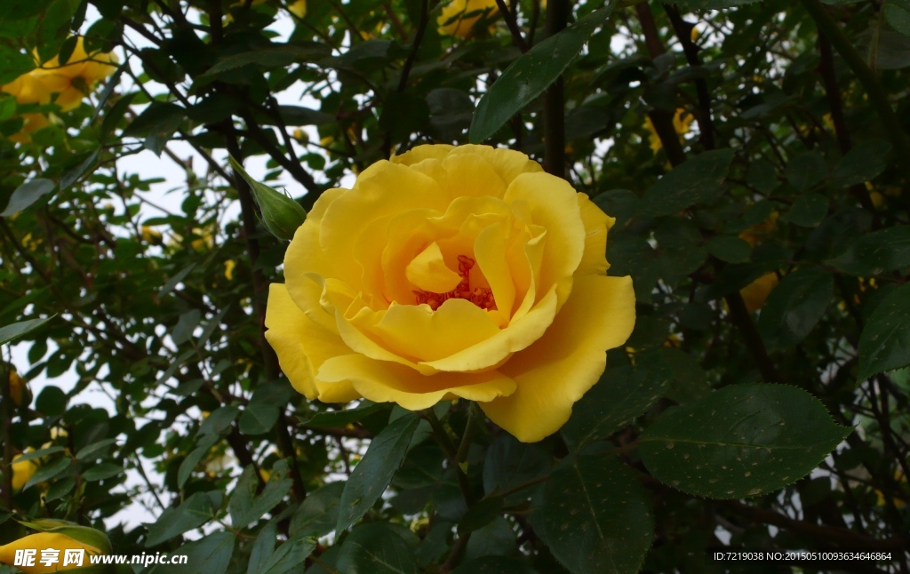 月季花