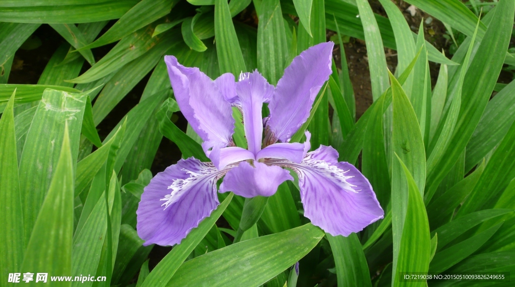 鸢尾花