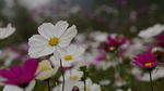 路边小花