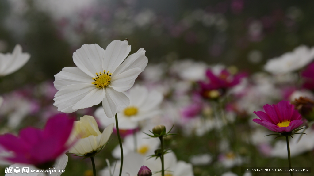 路边小花