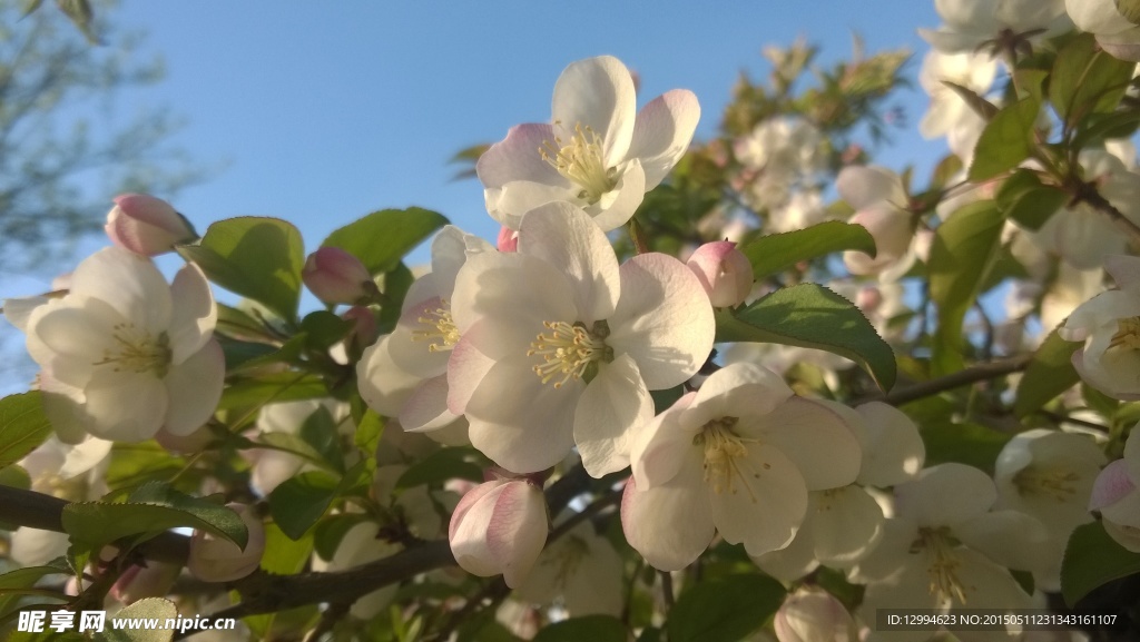白色桃花