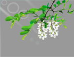 树枝上开花flash植物动画