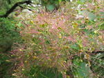 红花