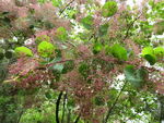 红榕花