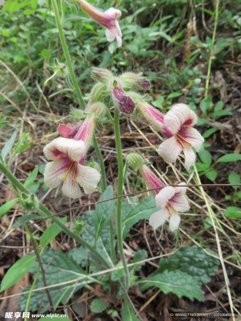生地花