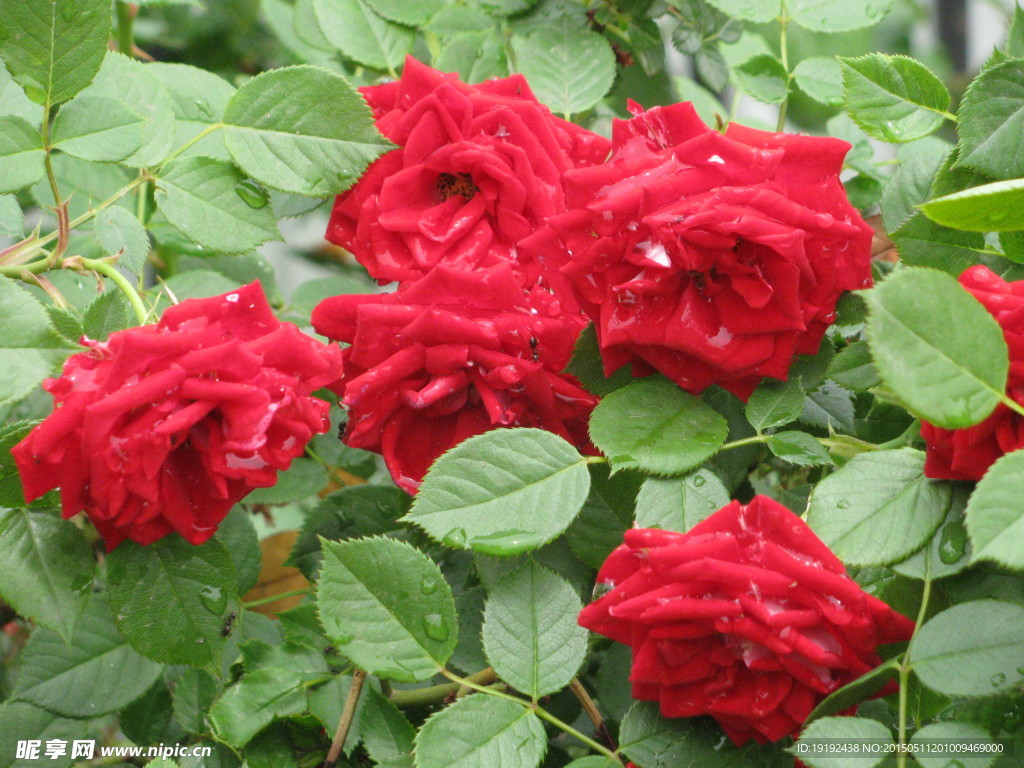 月季花