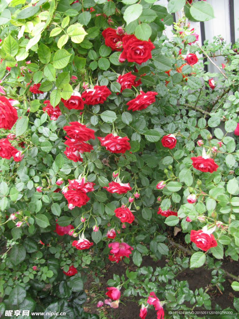 月季花