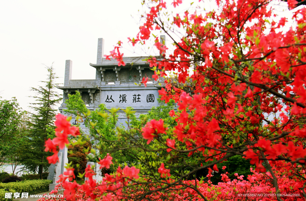 映山红