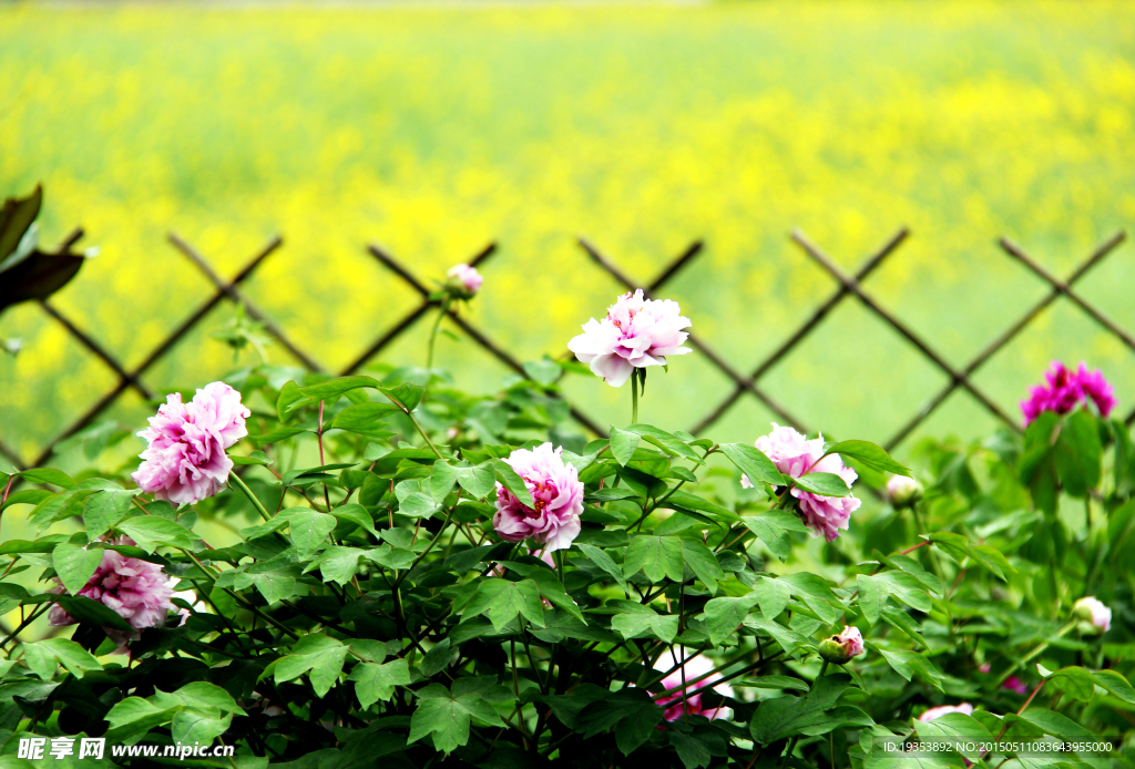 牡丹花