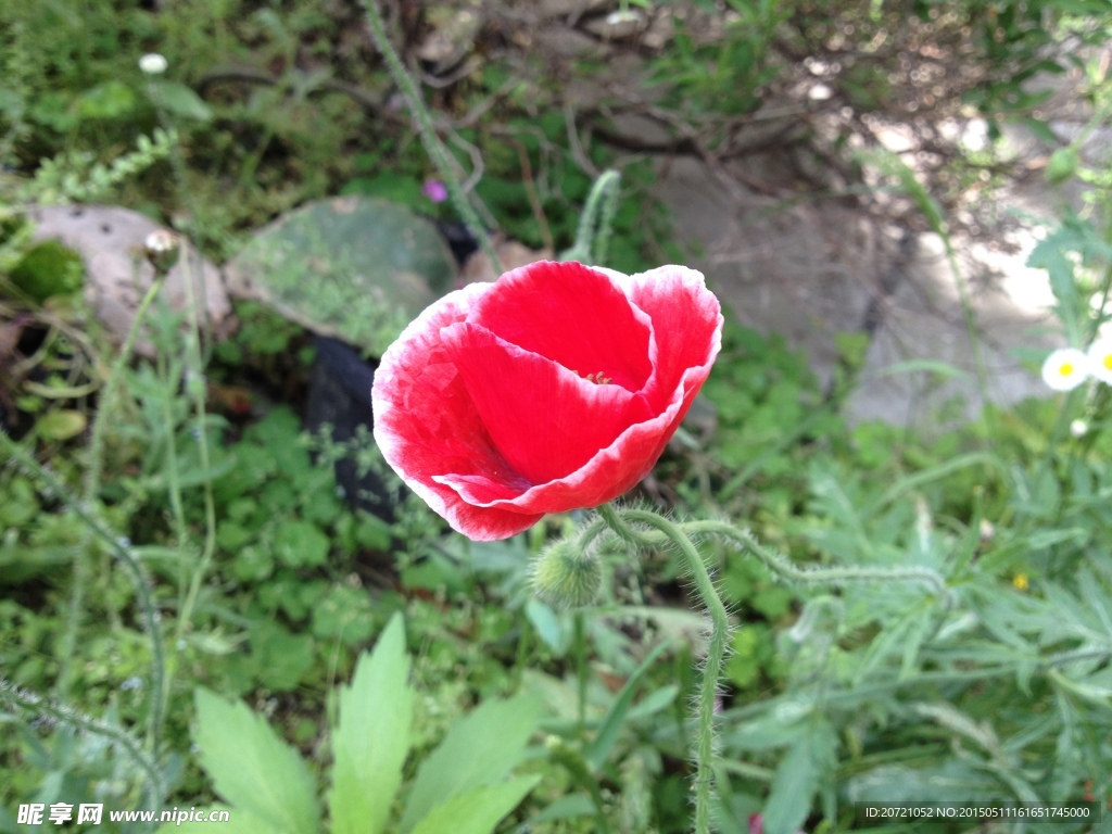 小红花