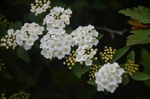 麻叶绣线菊