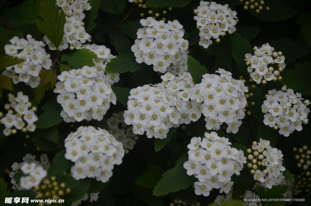 麻叶绣线菊