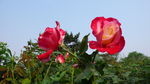 月季花