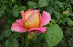 月季花