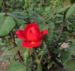 月季花
