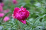 芍药花