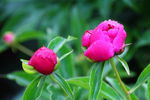 芍药花