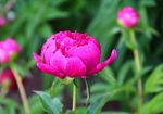 芍药花