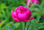 芍药花