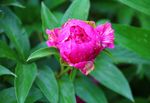 芍药花