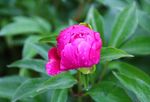 芍药花