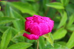 芍药花