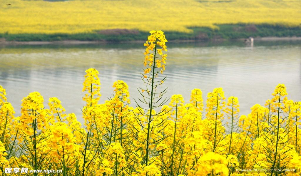 高清油菜花图片