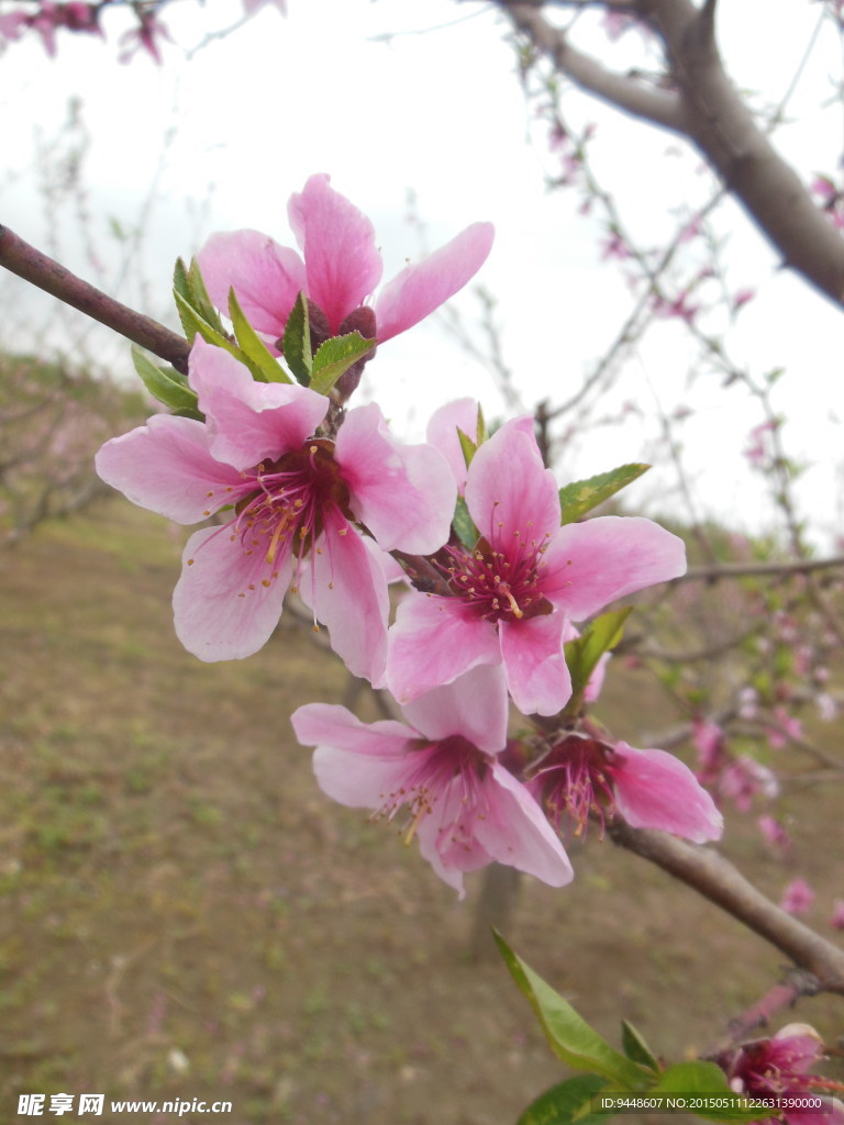 桃花