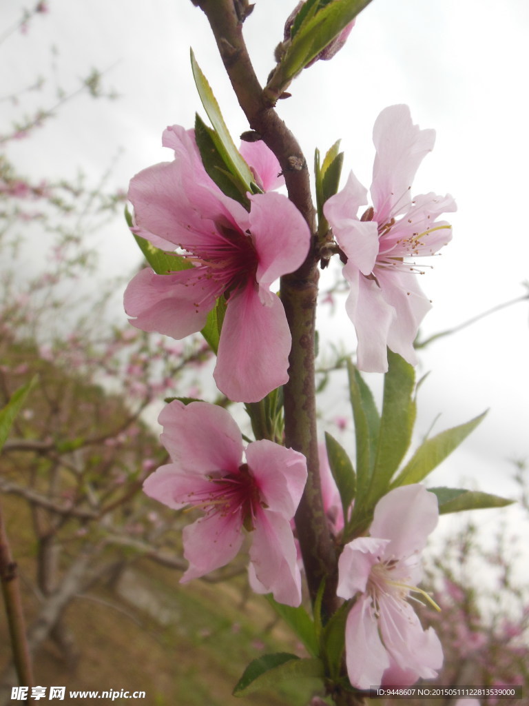 桃花