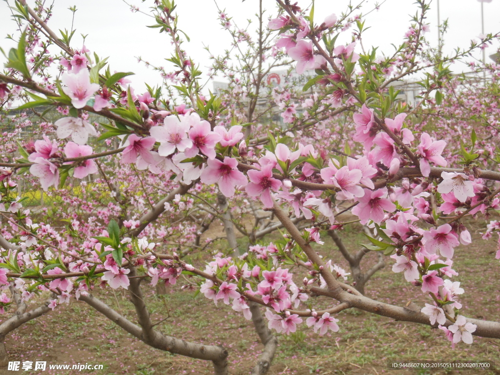 粉色桃花