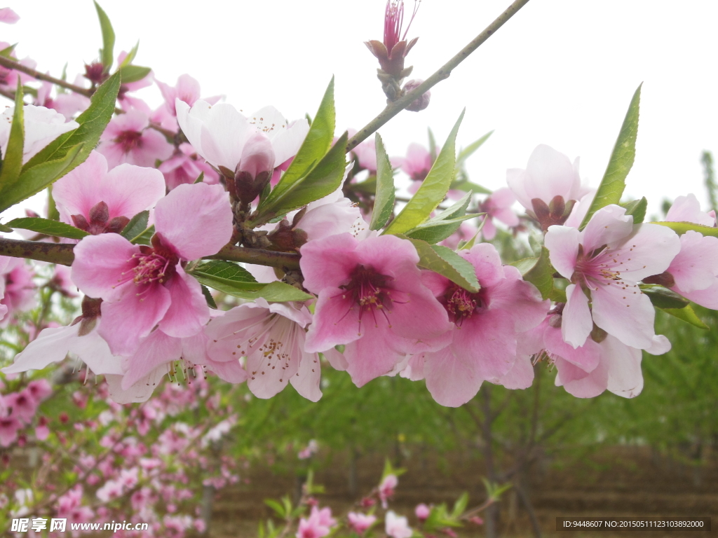 粉色桃花