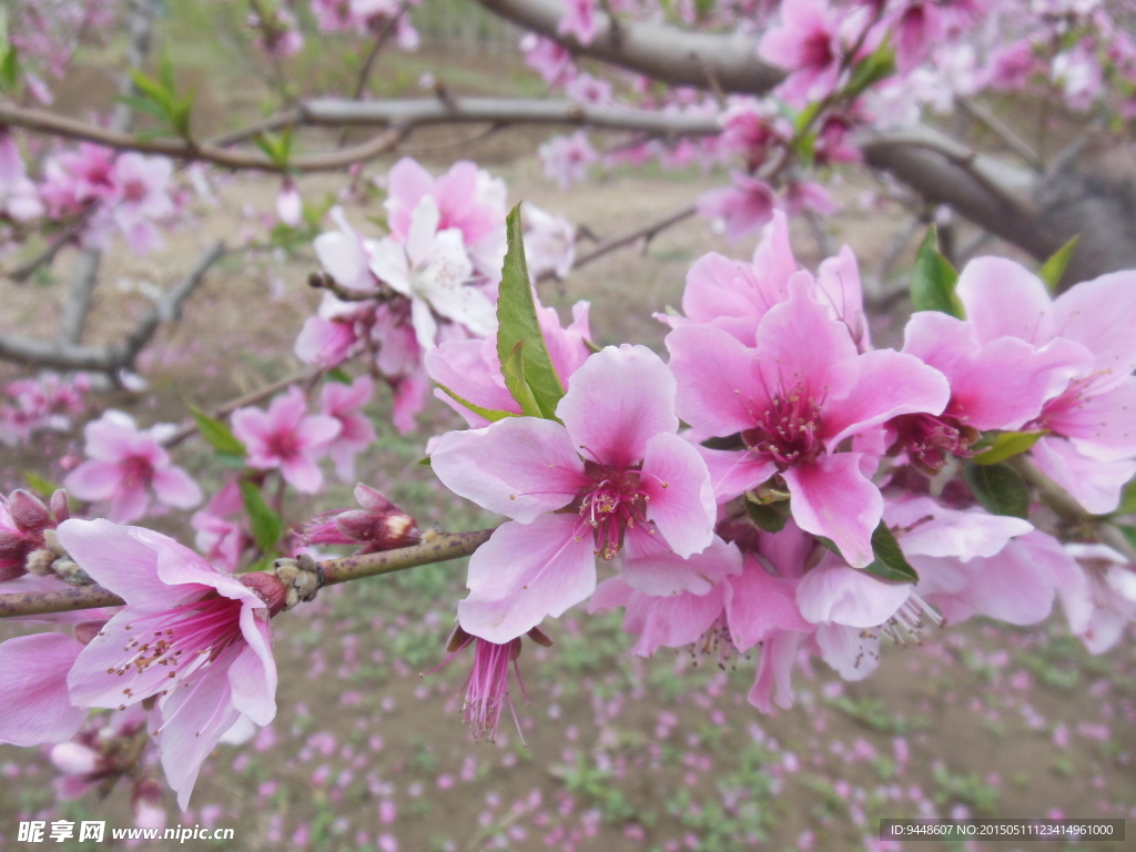 粉色桃花