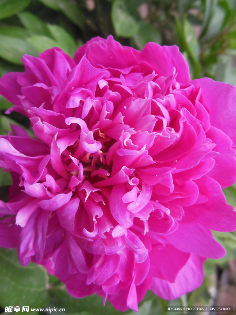 芍药花