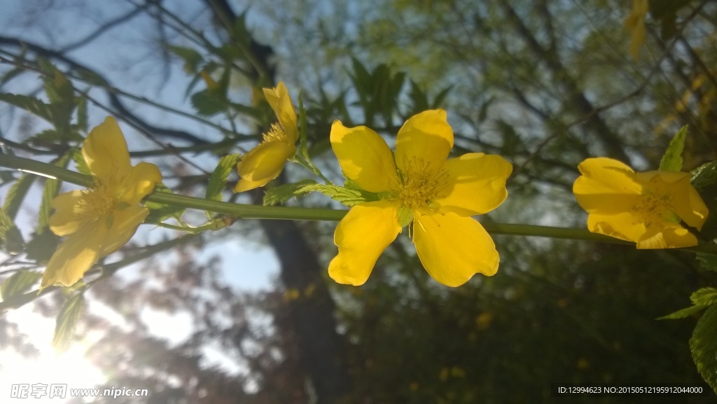 黄色小花