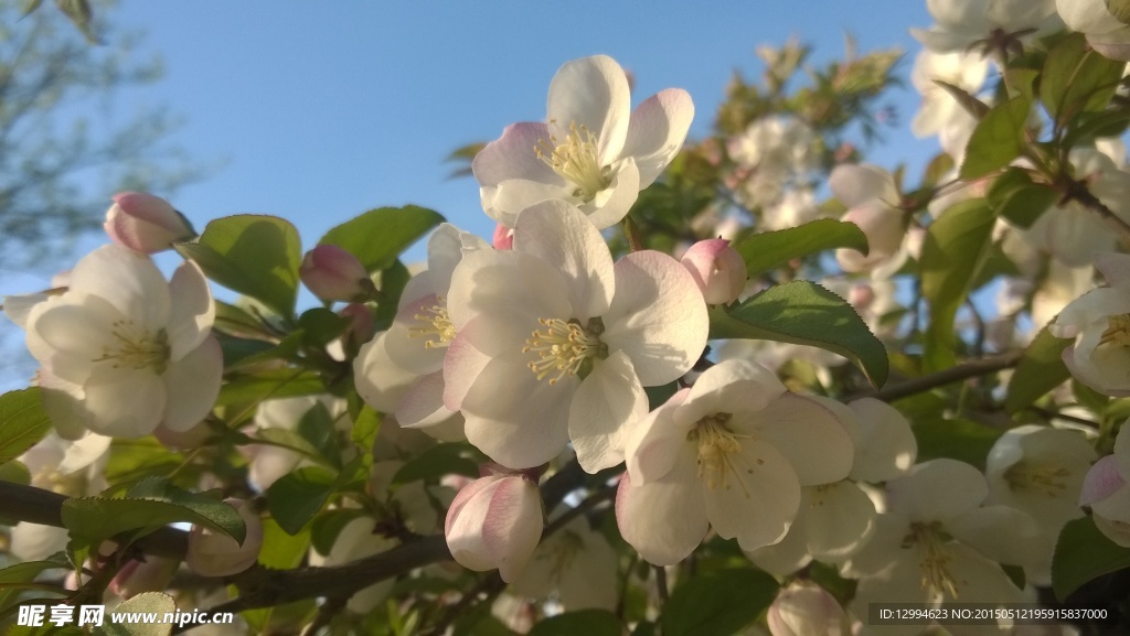 桃花图片