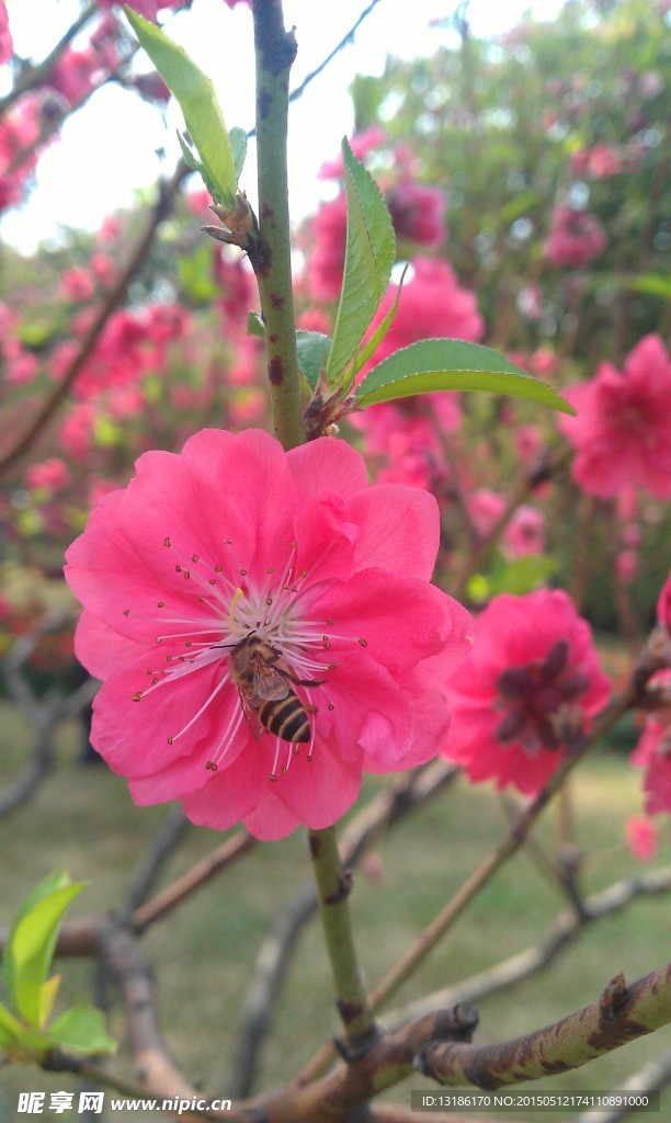 桃花
