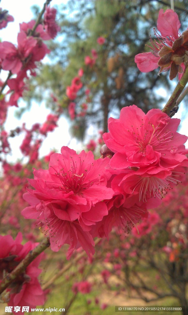 桃花
