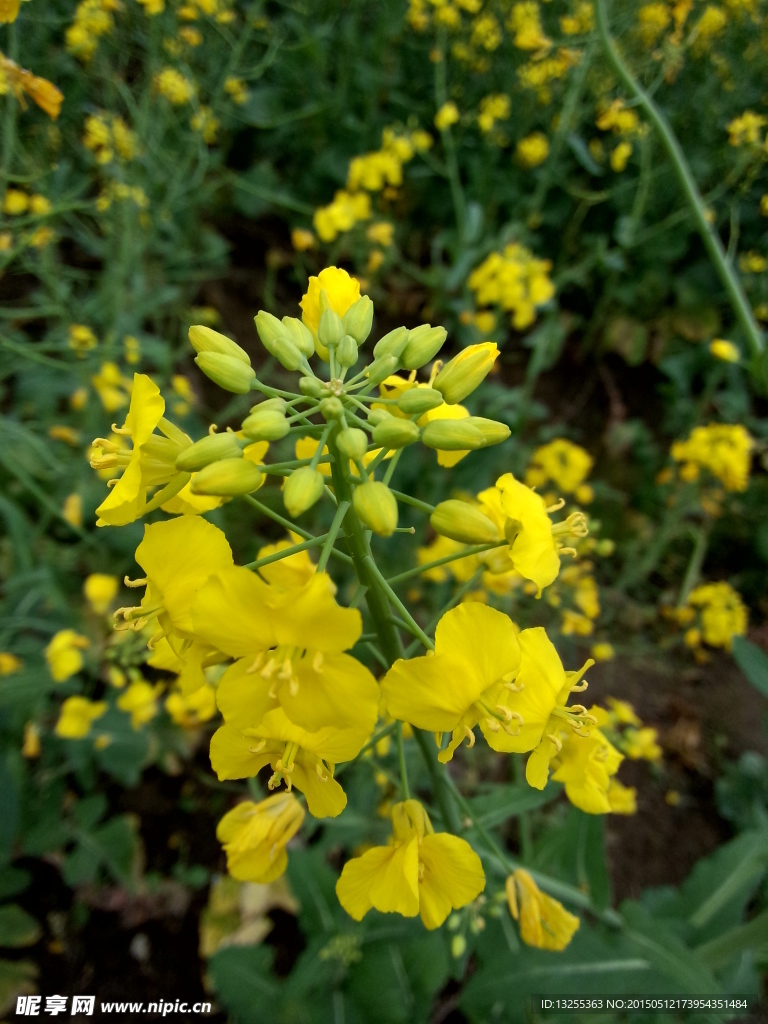 油菜花