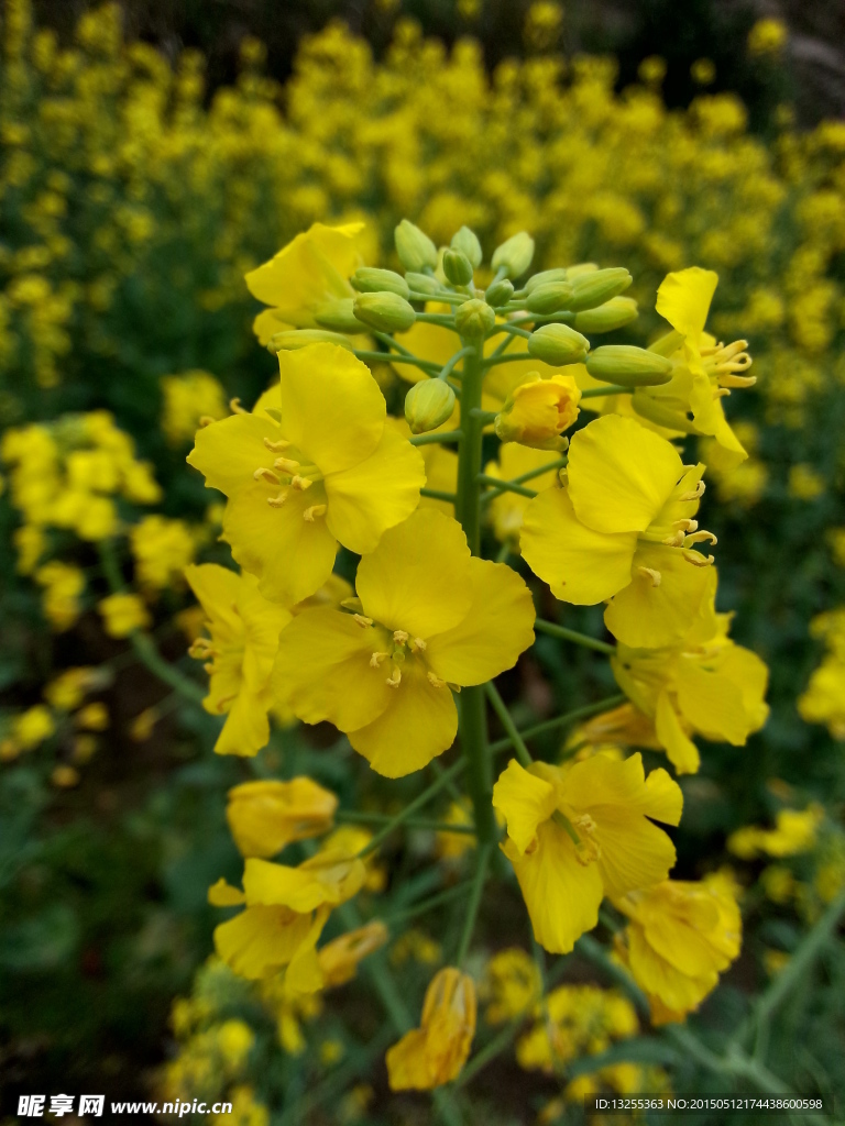 油菜花