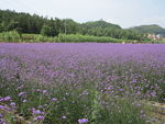 花田