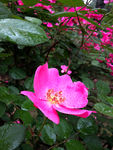 蔷薇花