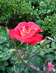 月季花