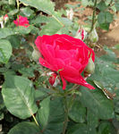 蔷薇花