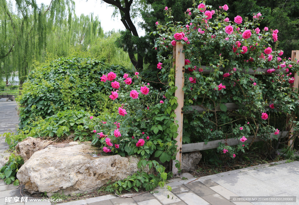 月季花