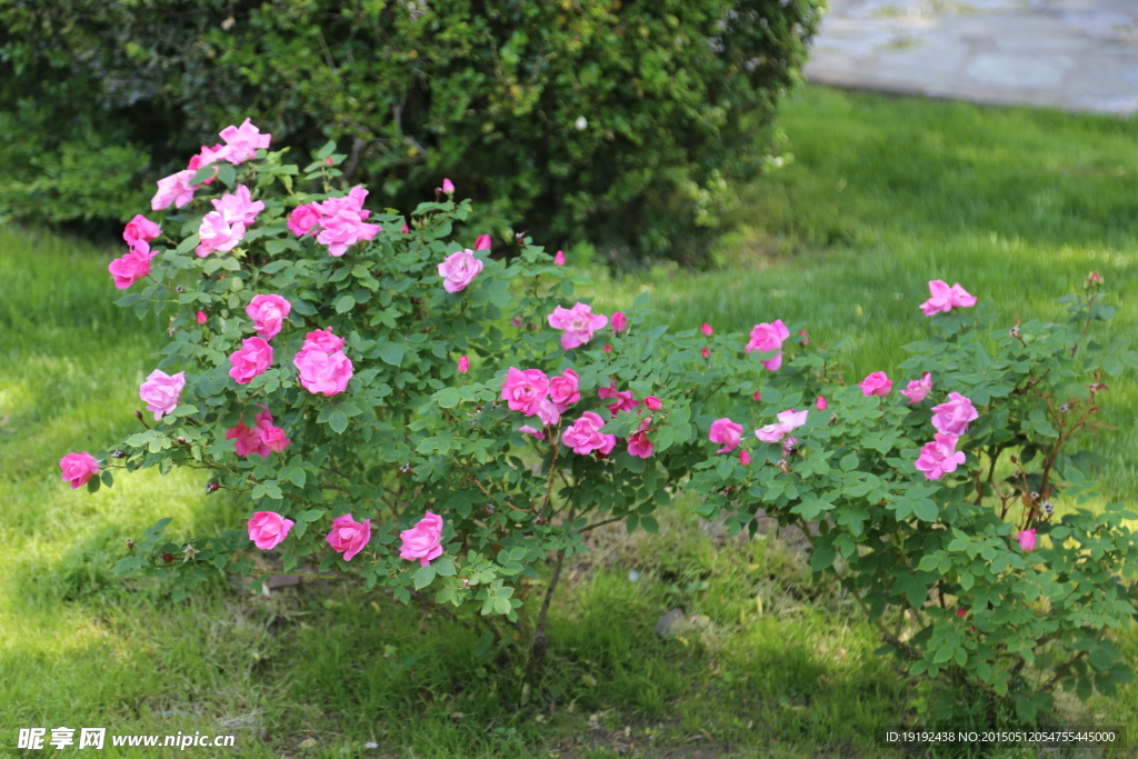 月季花