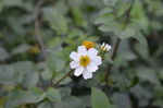 花朵  背景  静物