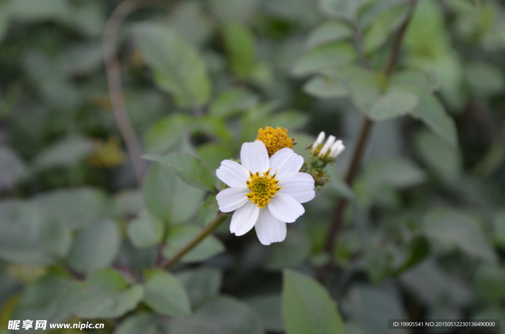 花朵  背景  静物