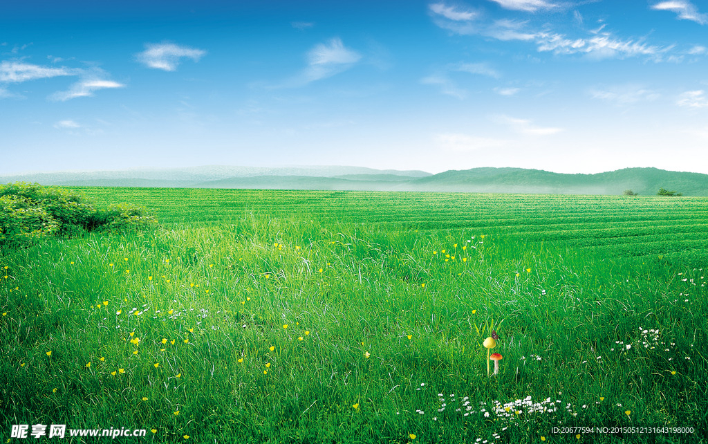 绿色草地背景